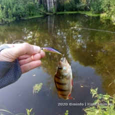 Воблер Kosadaka Gravy-2 XS 50F BNT
