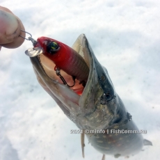 Воблер Scorana Sanders Minnow 88SP HRH